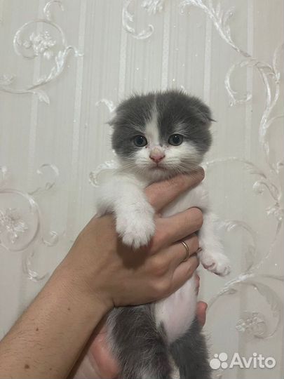 Шотландская вислоухая
