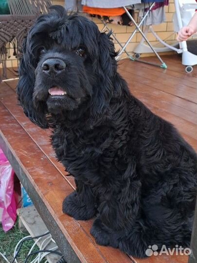 Продам собаку