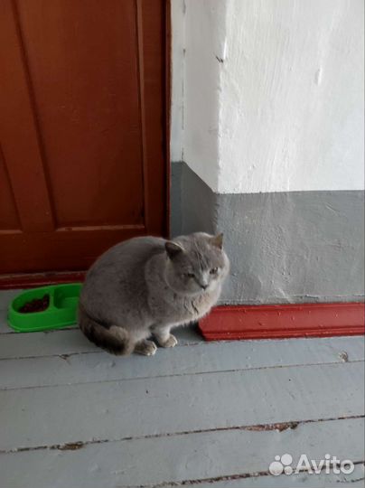 Взрослый кот