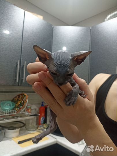 Котята сфинкс