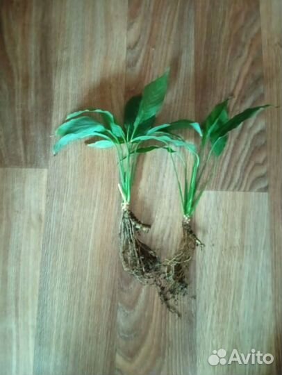 Спатифиллум