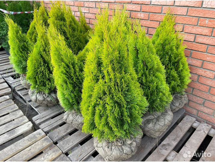 Туя брабант 1,5 м