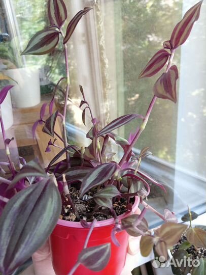 Комнатные растения