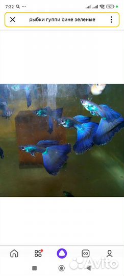 Гуппи чистая линия малахит