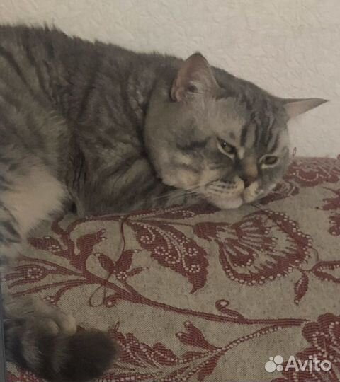 Бесплатно кот британский