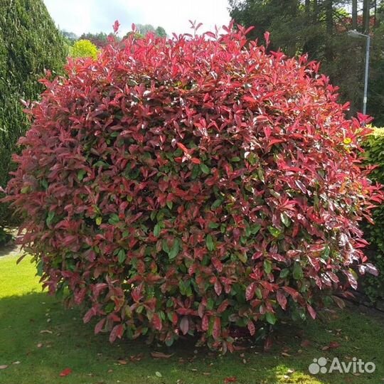 Фотиния Фразера, семена