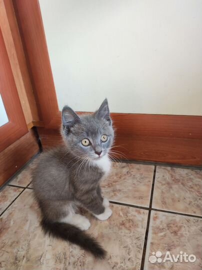 Кот Дворянин Лев