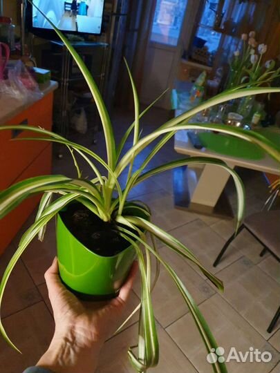 Хлорофитум