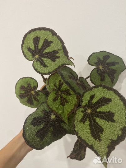 Бегония мэсона