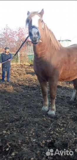 Продам кобылу с жеребёнком