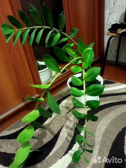 Замиокулькас