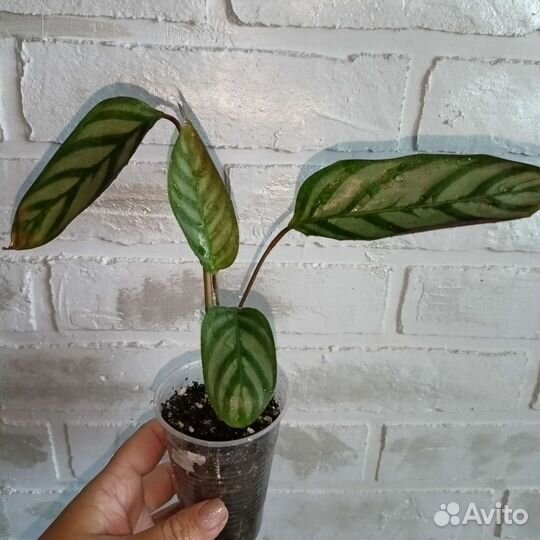 Марантовые