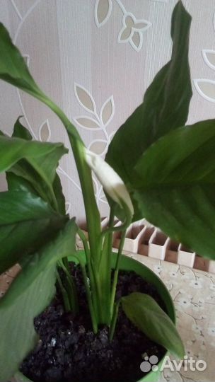 Спатифиллум