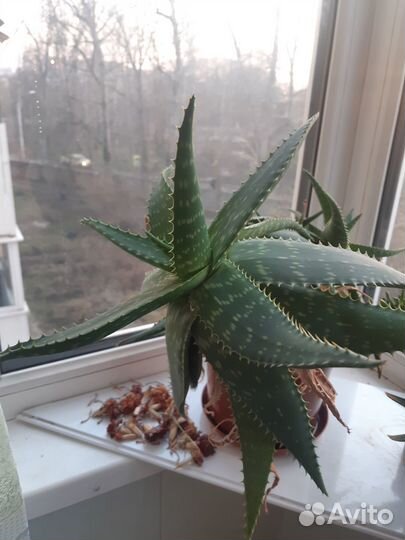 Алоэ