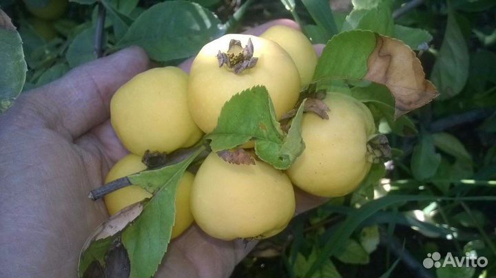 Айва японская хеномелес