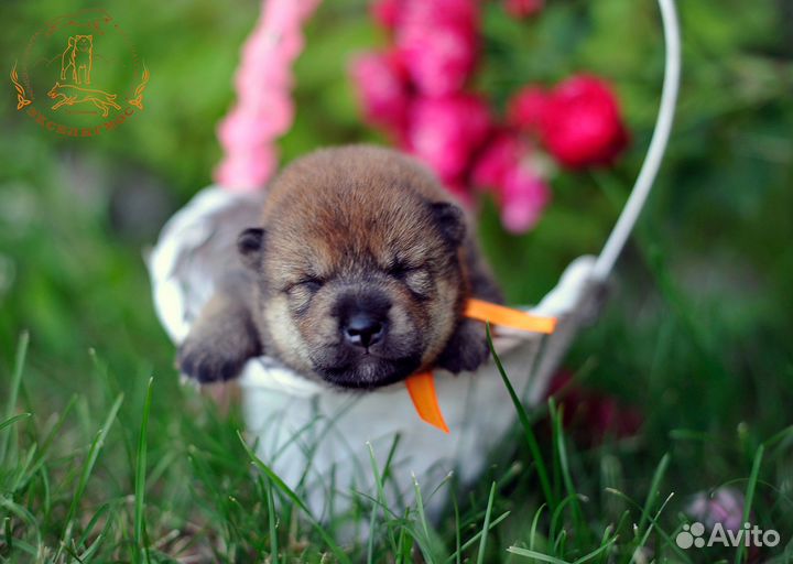 Сиба щенки для семьи и выставок