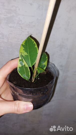 Фикус бенджамина - разные сорта - все по 100