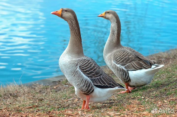 Продаются гуси холмогорские и крупные серые