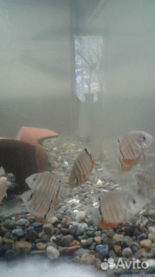 Чернополосая,северум пара