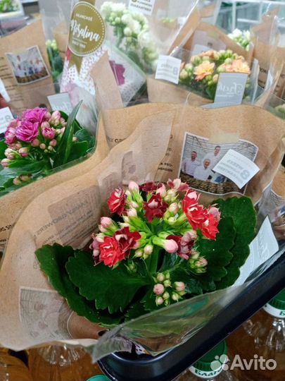 Гортензия бесконечное лето