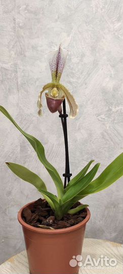 Пафиопедилум leeanum