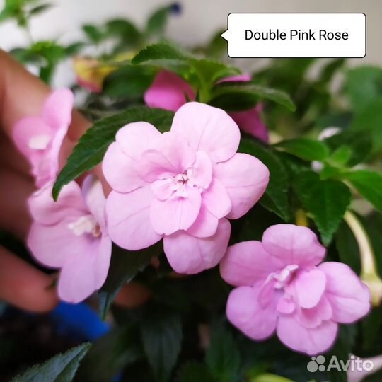 Сортовые ахименесы