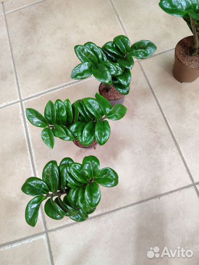 Замиокулькас Зензи