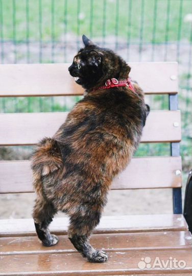 Кошка в аренду