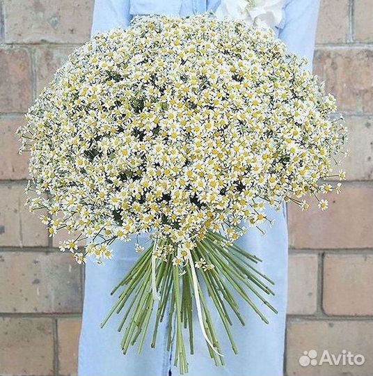 Цветы ромашки