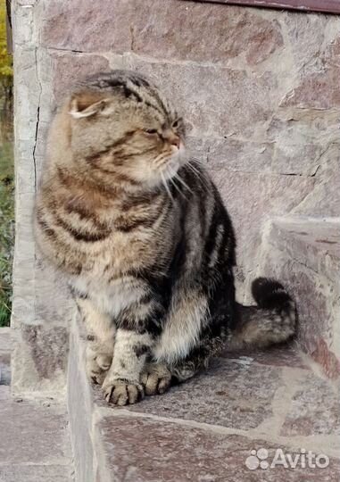 Кот шотландский вислоухий подарим