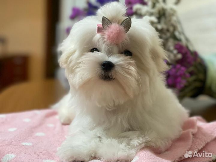 Мальтезе щенок