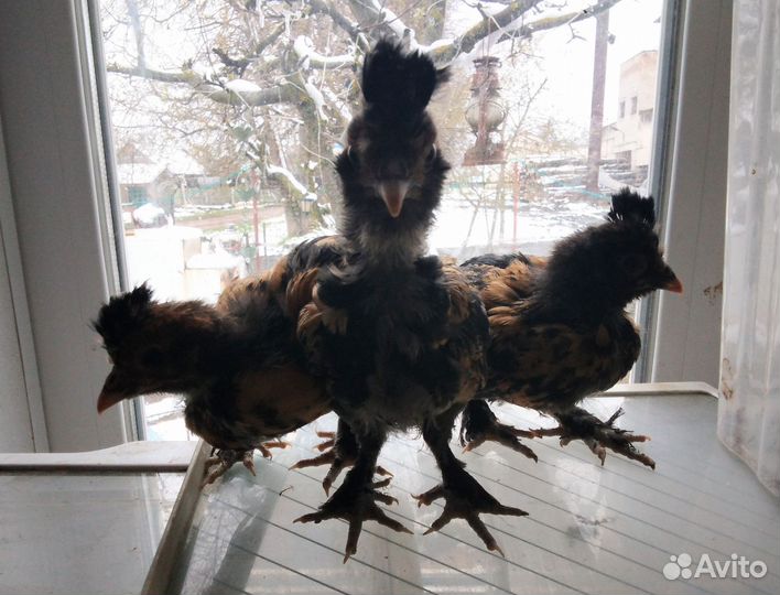 Цыплята Павловские, Ломан браун, куры