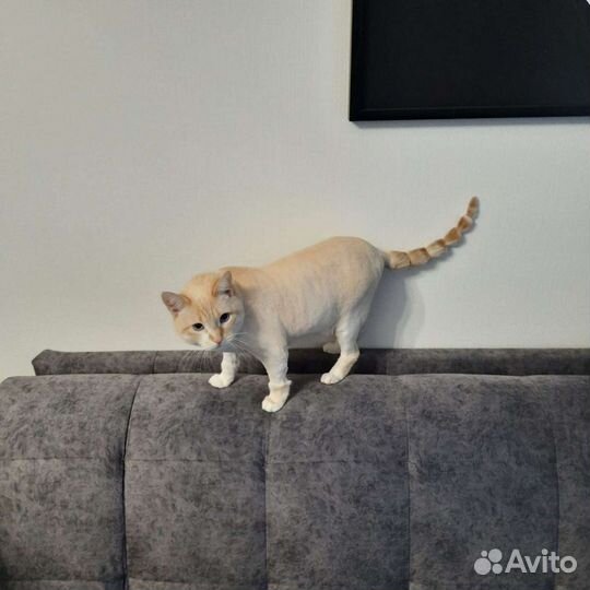 Стрижка кошек и котов, груминг, чистка ушей