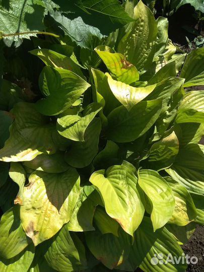 Хоста растение для сада