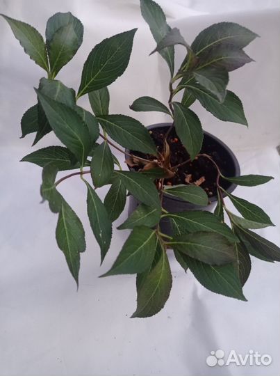 Вейгела Александра