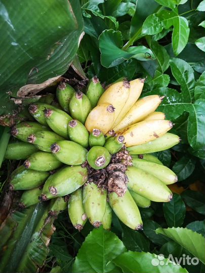 Саженцы Банана Кавендиш