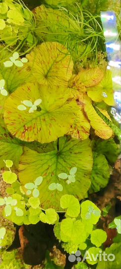 Нимфея тигровая