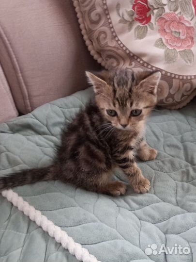 Шотландский котик