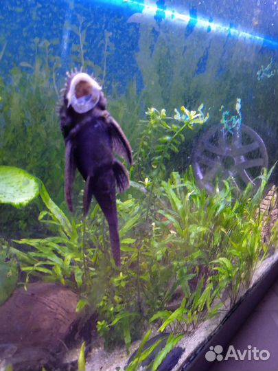 Аквариумные рыбки