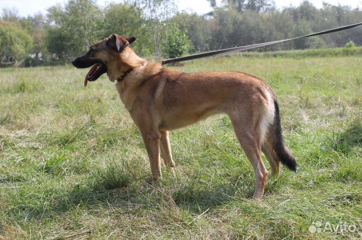 Добрая молодая собака в самые лучшие руки