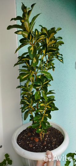 Бересклет японский