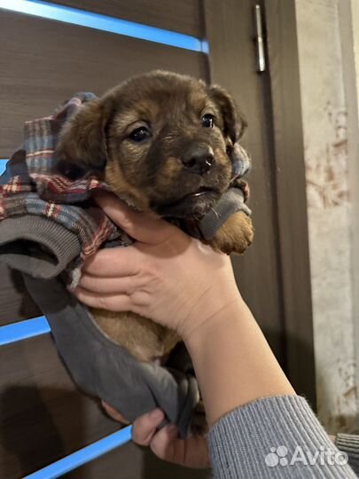 Щенки в добрые руки