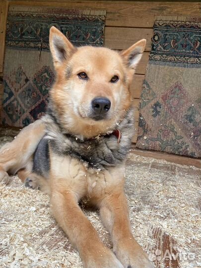 Красивый Феникс ищет семью