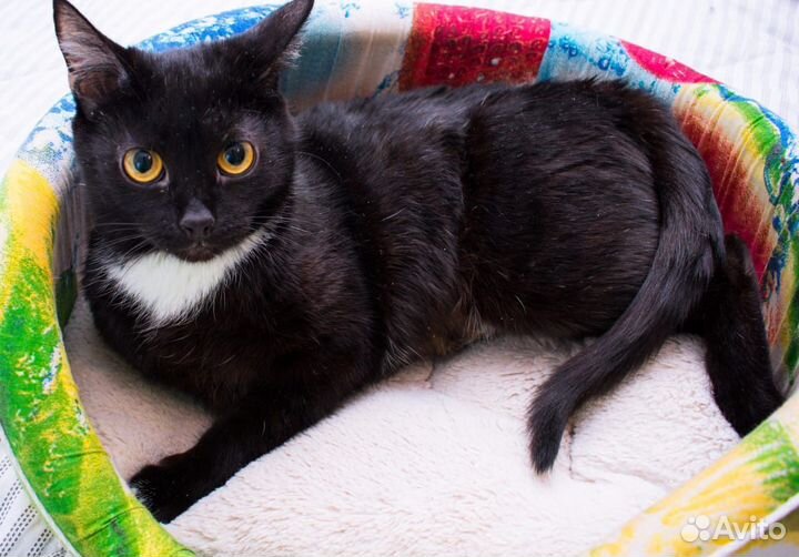 Прекрасная кошечка. Леди Фабби