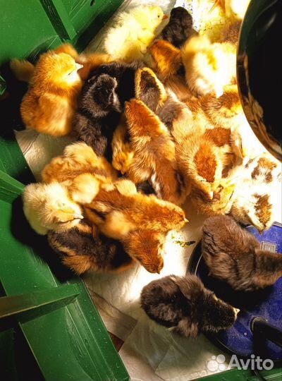 Цыплята суточные мясо яичной породы