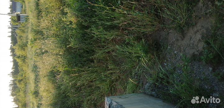 Трава для коров