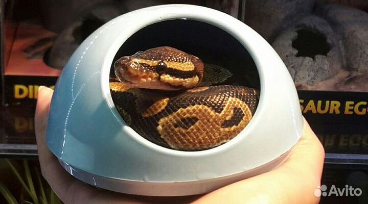 Королевский мальчик