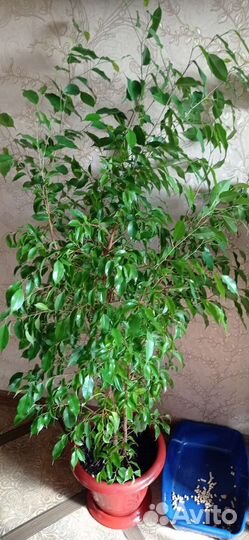 Фикус бенджамина большой