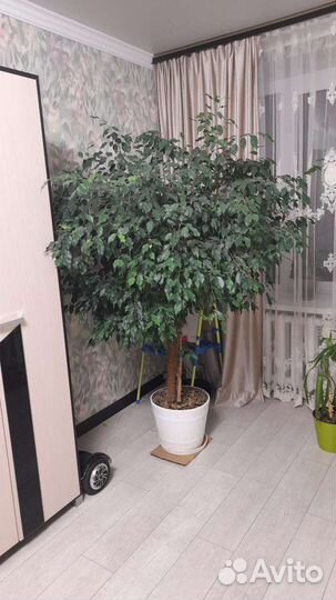 Фикус бенджамина большой