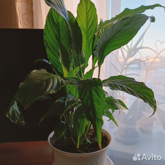 Спатифиллум